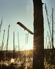 Marttiini Martef Skinner oranssi - Puukot ja taittoveitset - 102883 - 4