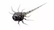 13 Fishing Panfish Plastics Coconut Crab Mikrojigi - 13 Fishing Jigit - 129617 - 1