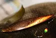 Merisepe 70mm / 40g Pystypilkki - Pystypilkit / Valopilkit - MS70-40-H - 1