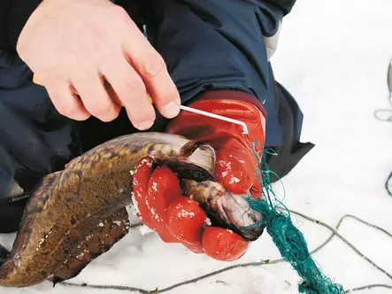 Ahti Kalanaskali | Kalanirroitustyökalu - Pyydyskalastustarvikkeet - NASKALI - 2