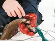 Ahti Kalanaskali | Kalanirroitustyökalu - Pyydyskalastustarvikkeet - NASKALI - 2